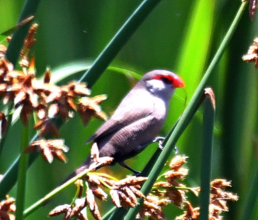 Common Waxbill - ML192960951