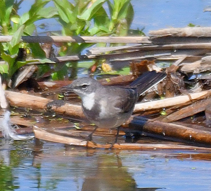 Cape Wagtail - ML192961011
