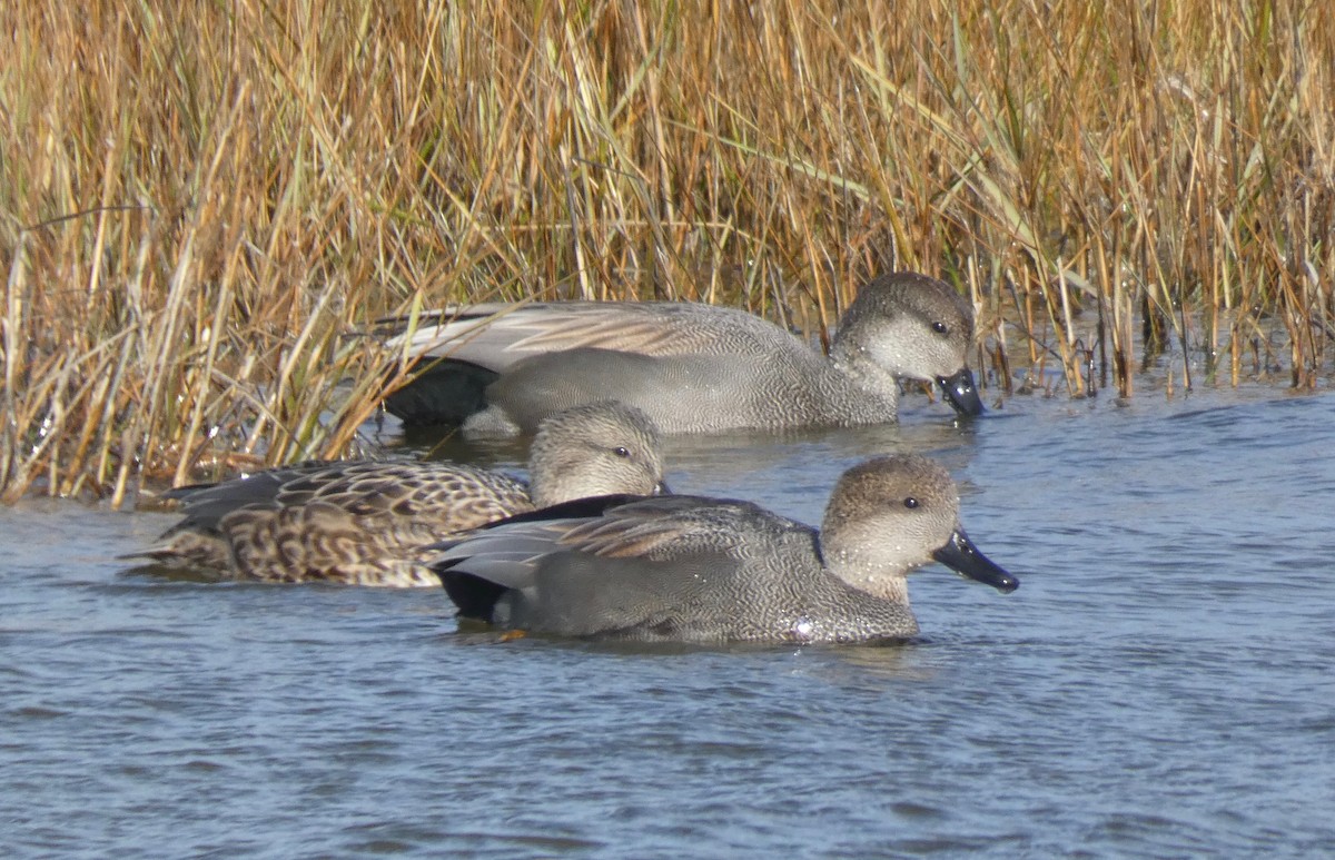 Gadwall - ML192961061