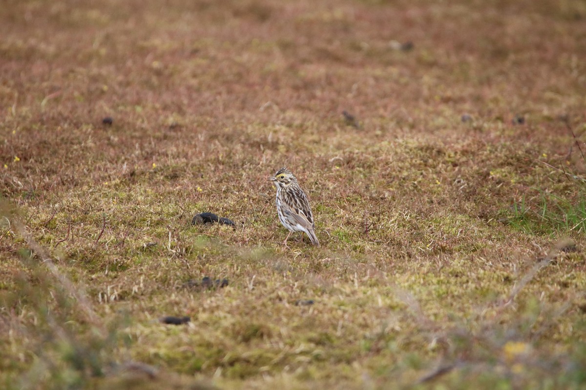 Savannah Sparrow - ML192961181
