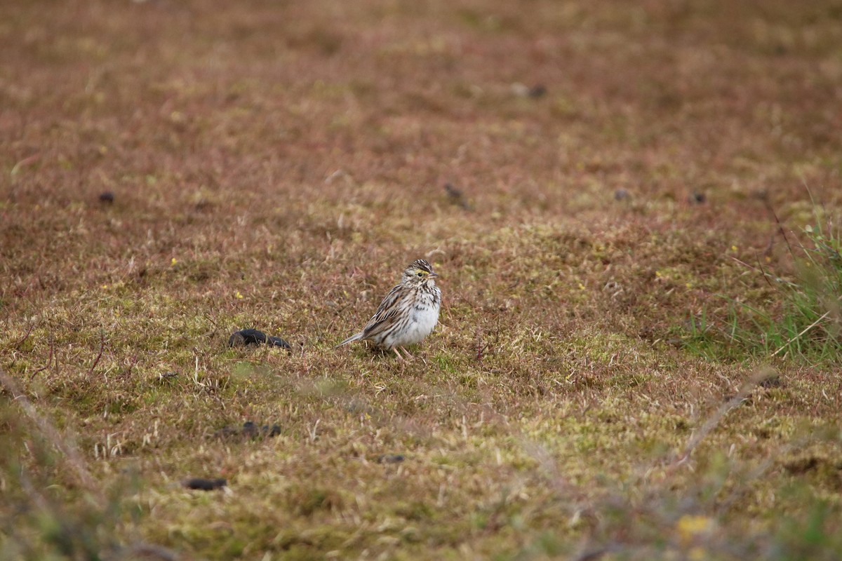 Savannah Sparrow - ML192961261