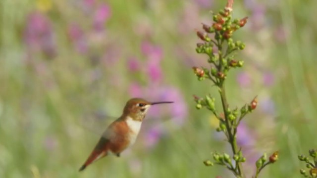 Rufous Hummingbird - ML192962271
