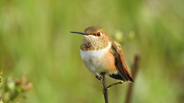 Rufous Hummingbird - ML192962631