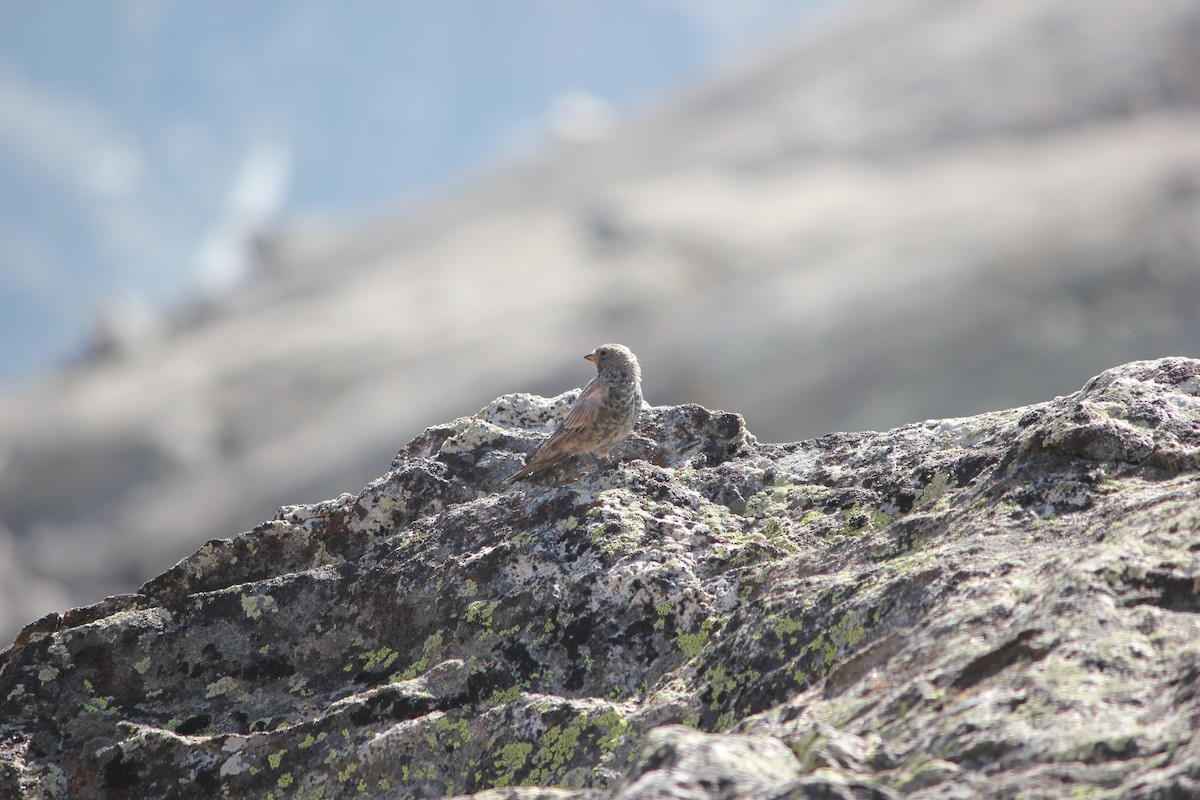 Black Rosy-Finch - ML192963721