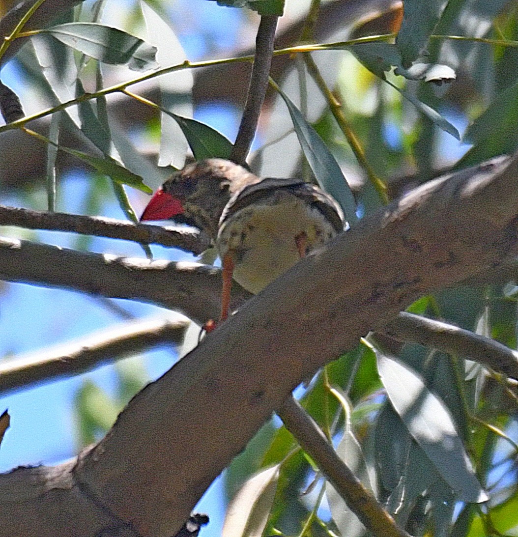 Red-billed Quelea - ML192964121