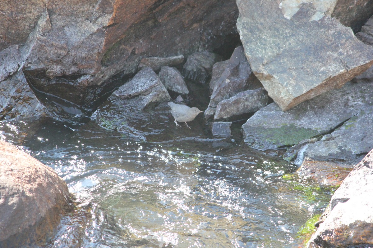 American Dipper - ML192964351