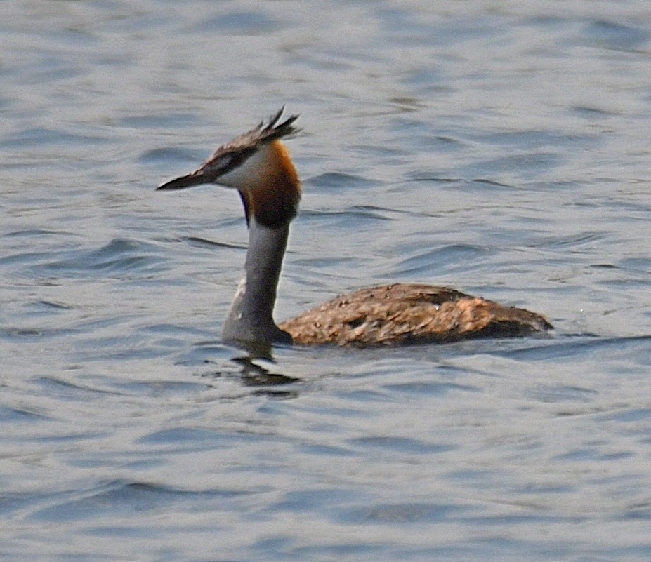 Great Crested Grebe - ML192964381