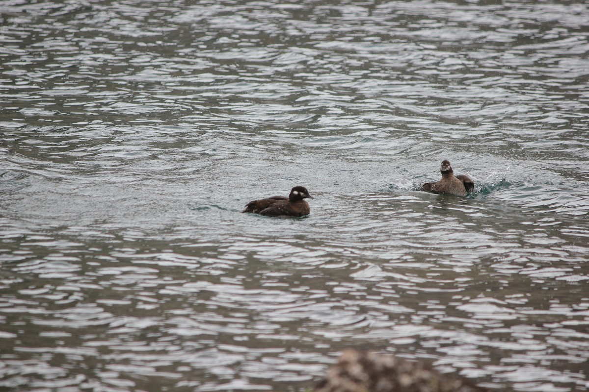 Harlequin Duck - ML192964491