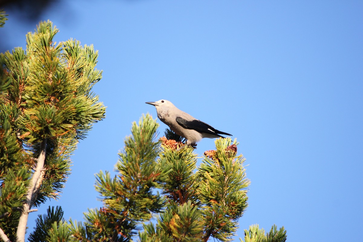 Clark's Nutcracker - ML192964551