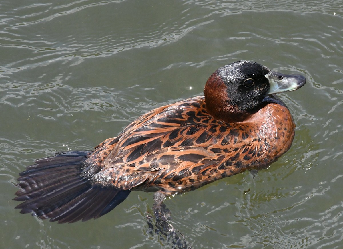 Masked Duck - ML192964721