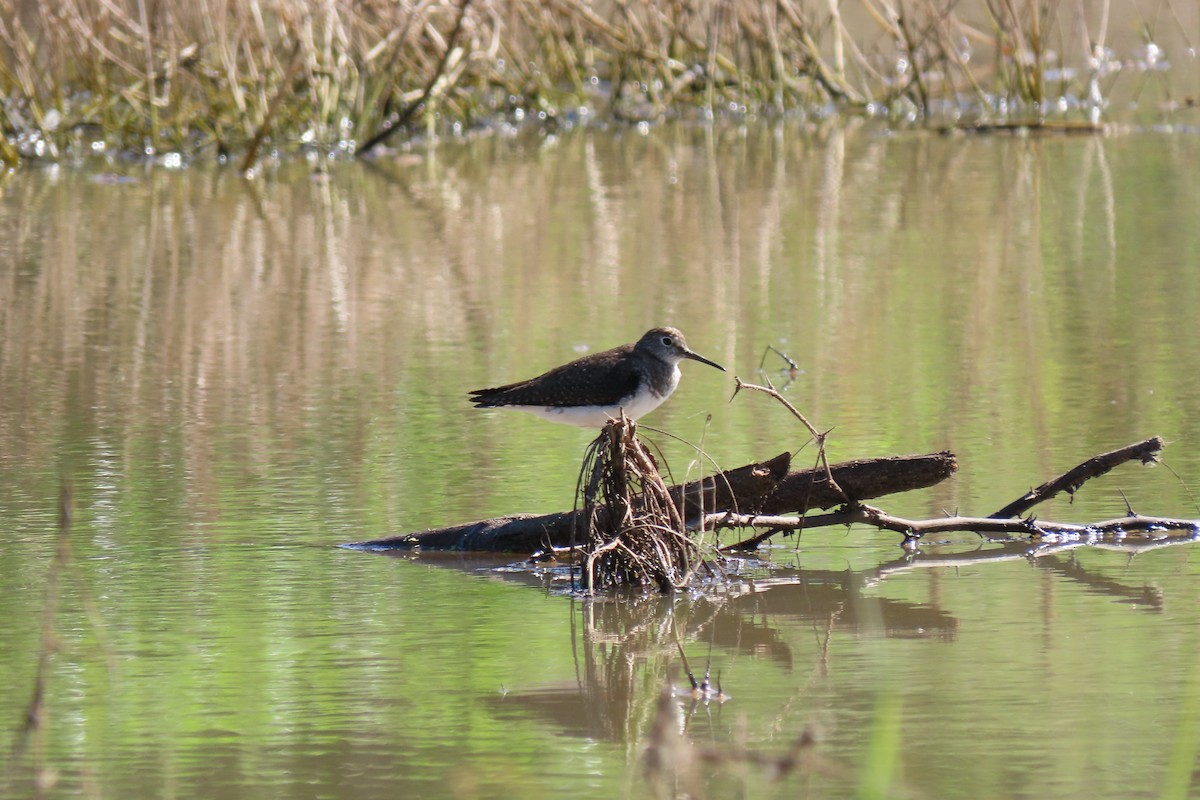 Solitary Sandpiper - ML192965541