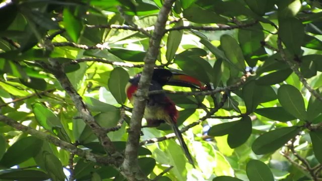 Araçari de Frantzius - ML192965941