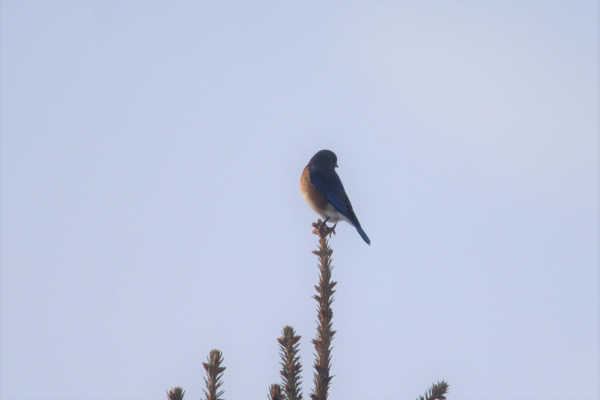 Eastern Bluebird - ML192966031