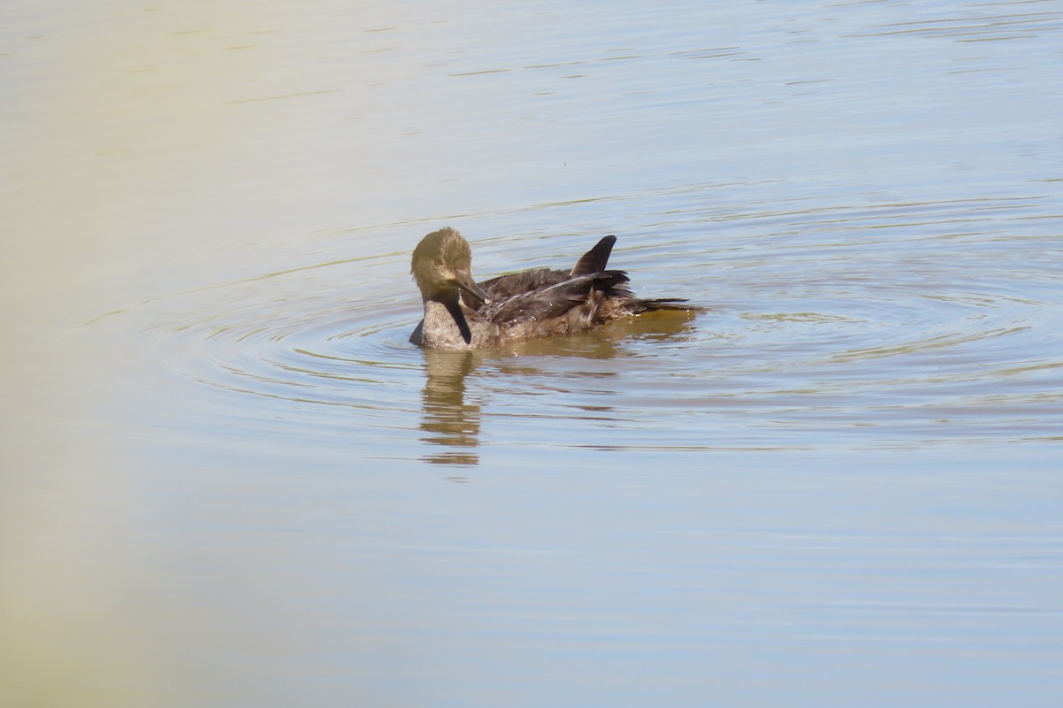 Hooded Merganser - Susan Mittelstadt