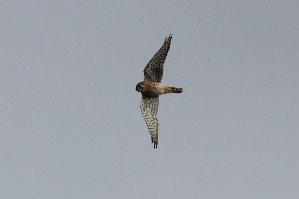 American Kestrel - ML192967291