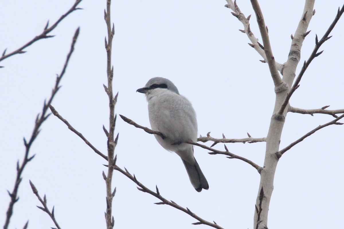 Northern Shrike - Patrick Sysiong