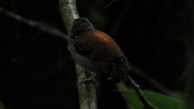 Spotted Antbird - ML192970181