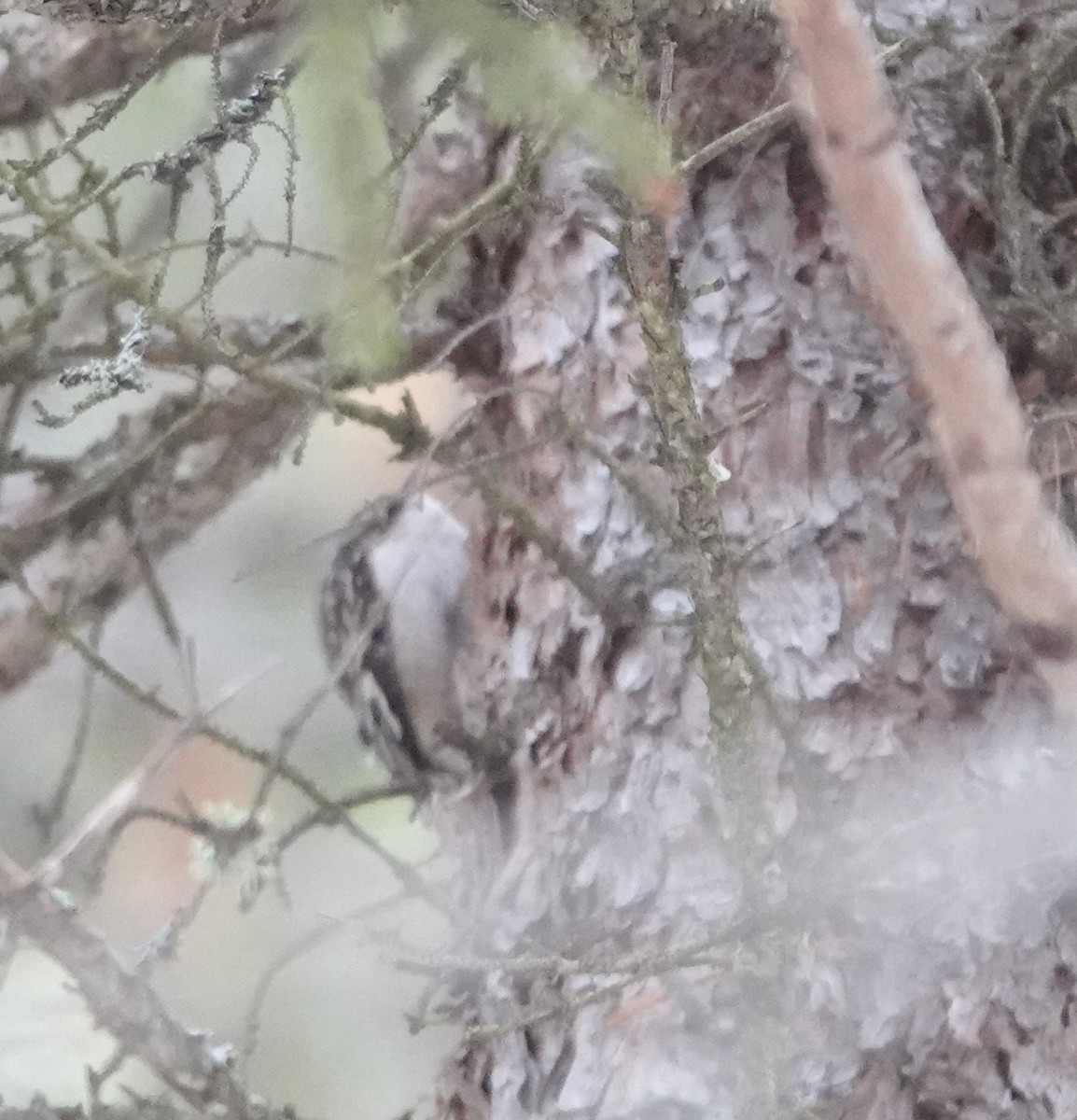 Brown Creeper - ML192972061