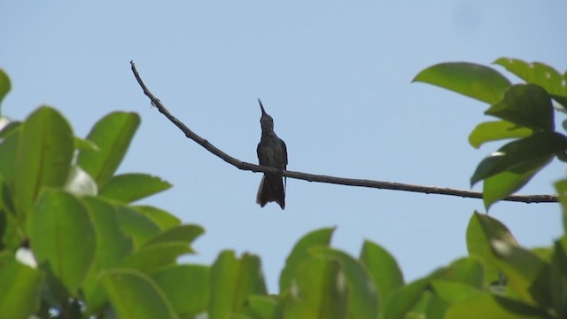 kolibřík honduraský - ML192972561