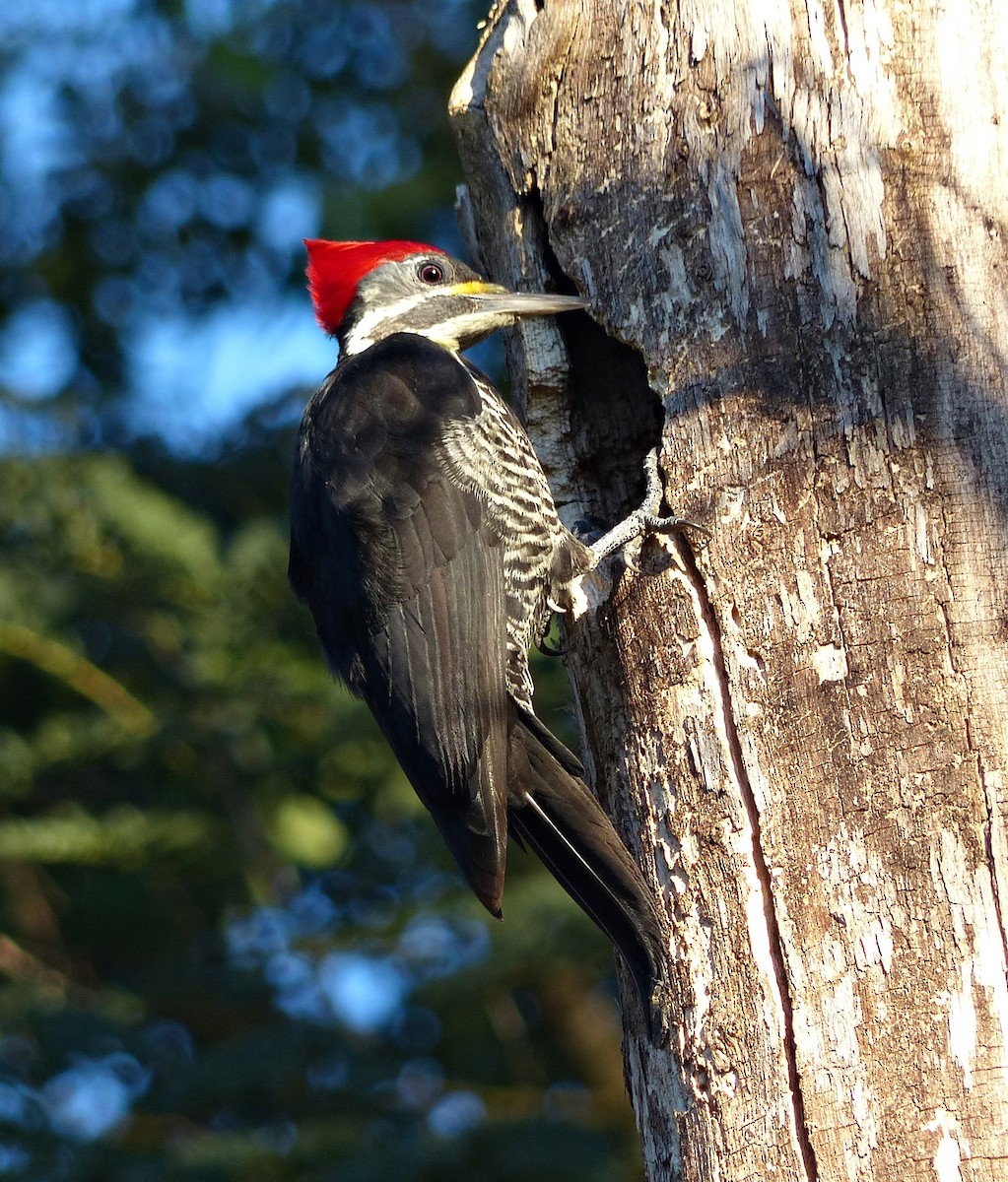 Lineated Woodpecker - ML192972591