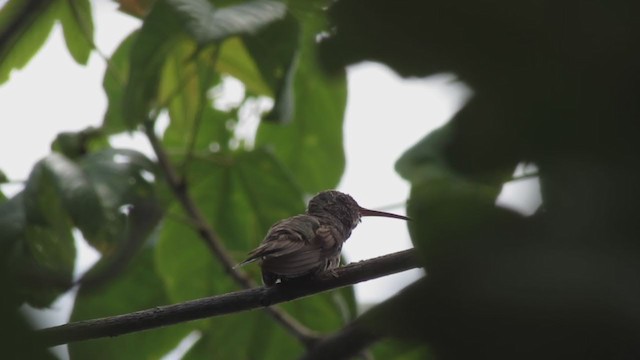 kolibřík honduraský - ML192973491