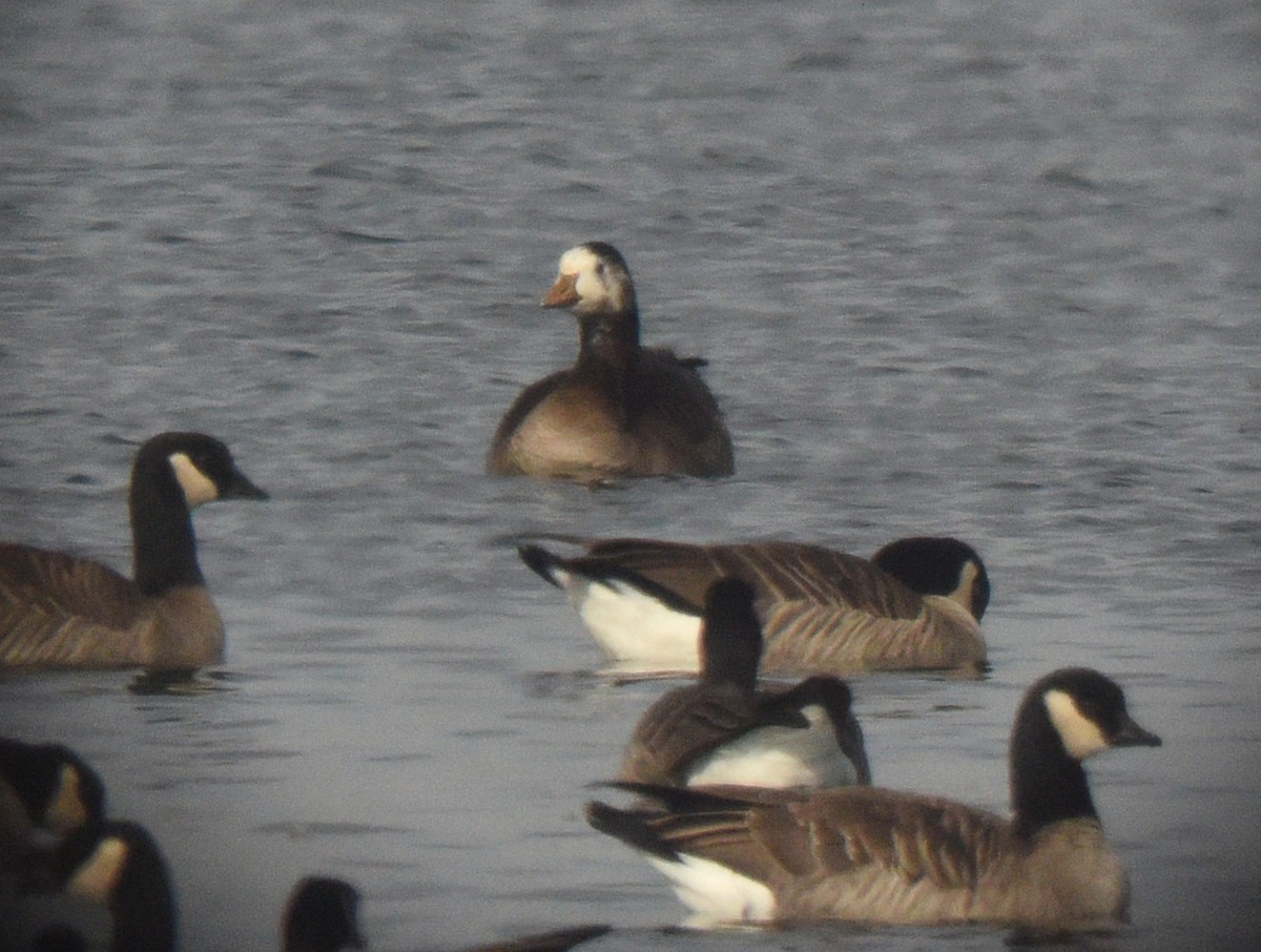 Greater White-fronted x Cackling Goose (hybrid) - Steven Mlodinow