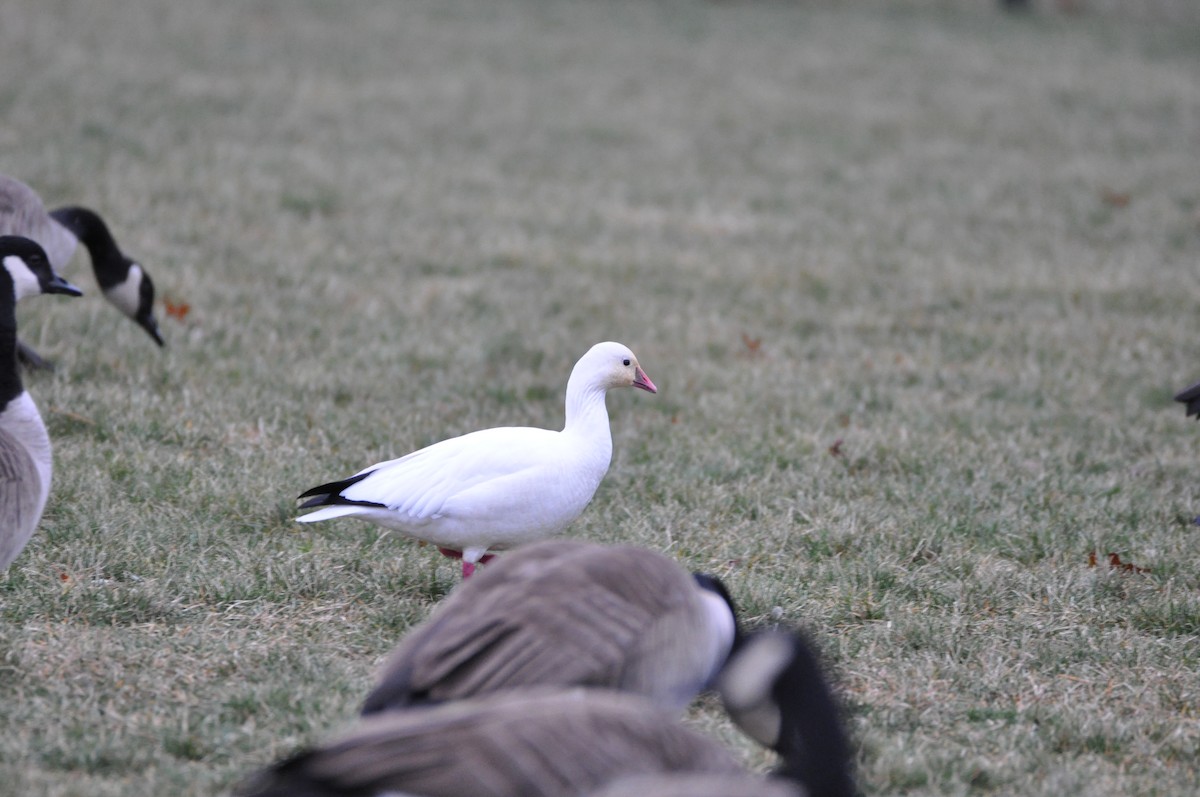 Ross's Goose - ML192974201