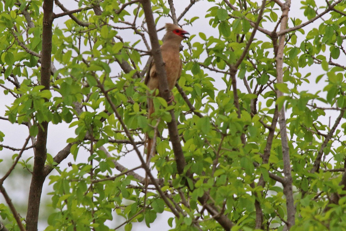 Pájaro Ratón Carirrojo - ML192974941