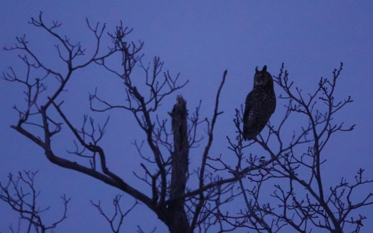 Long-eared Owl - Gale VerHague