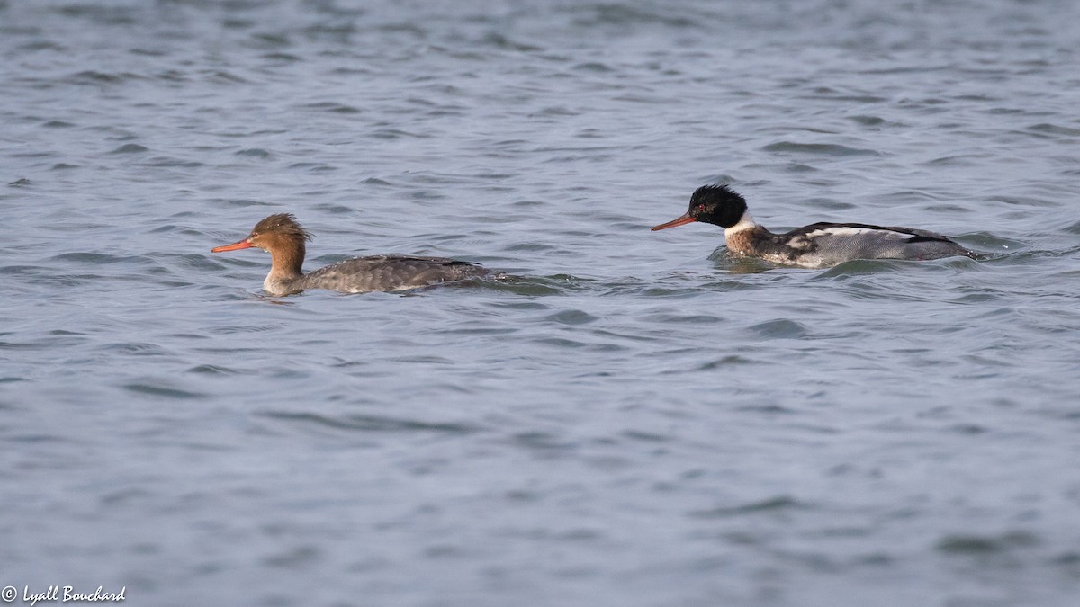 Red-breasted Merganser - Lyall Bouchard