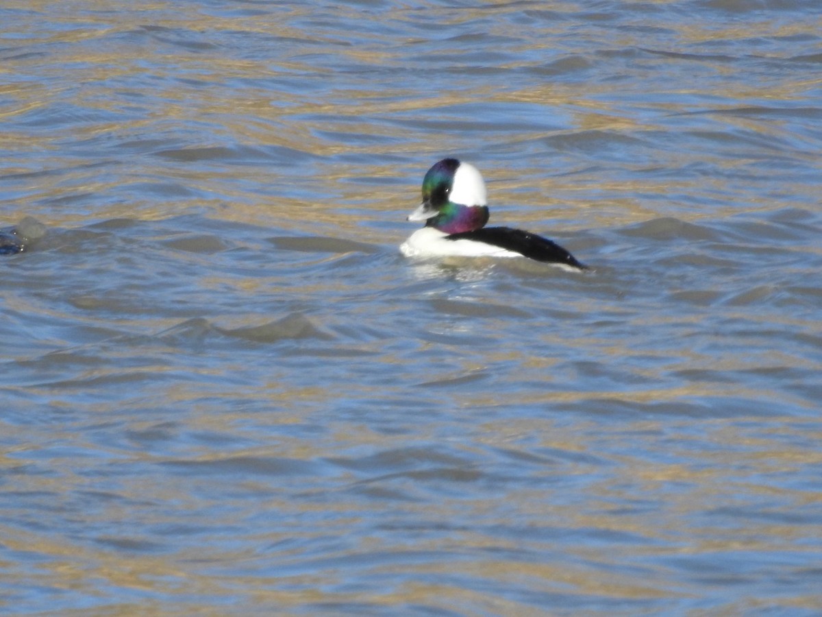 Bufflehead - ML192978681