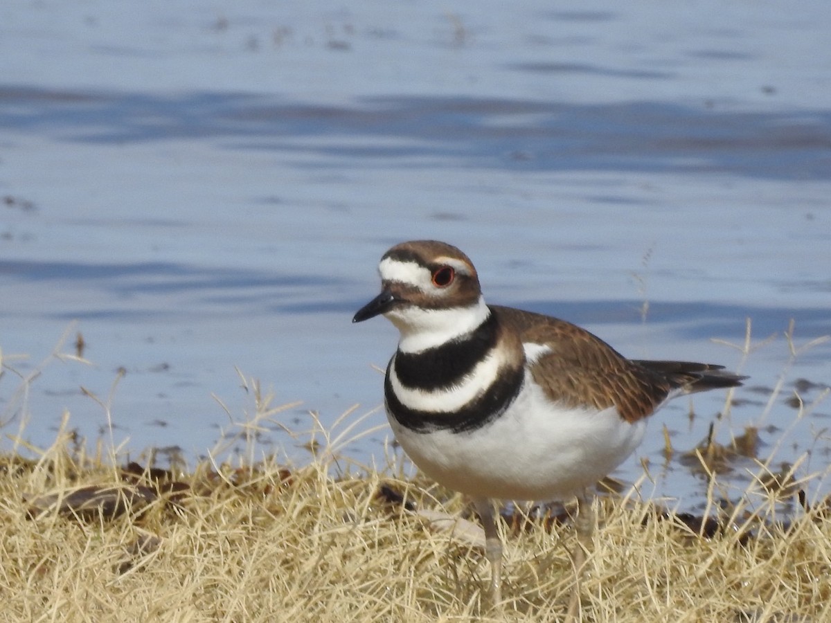 Killdeer - ML192979331