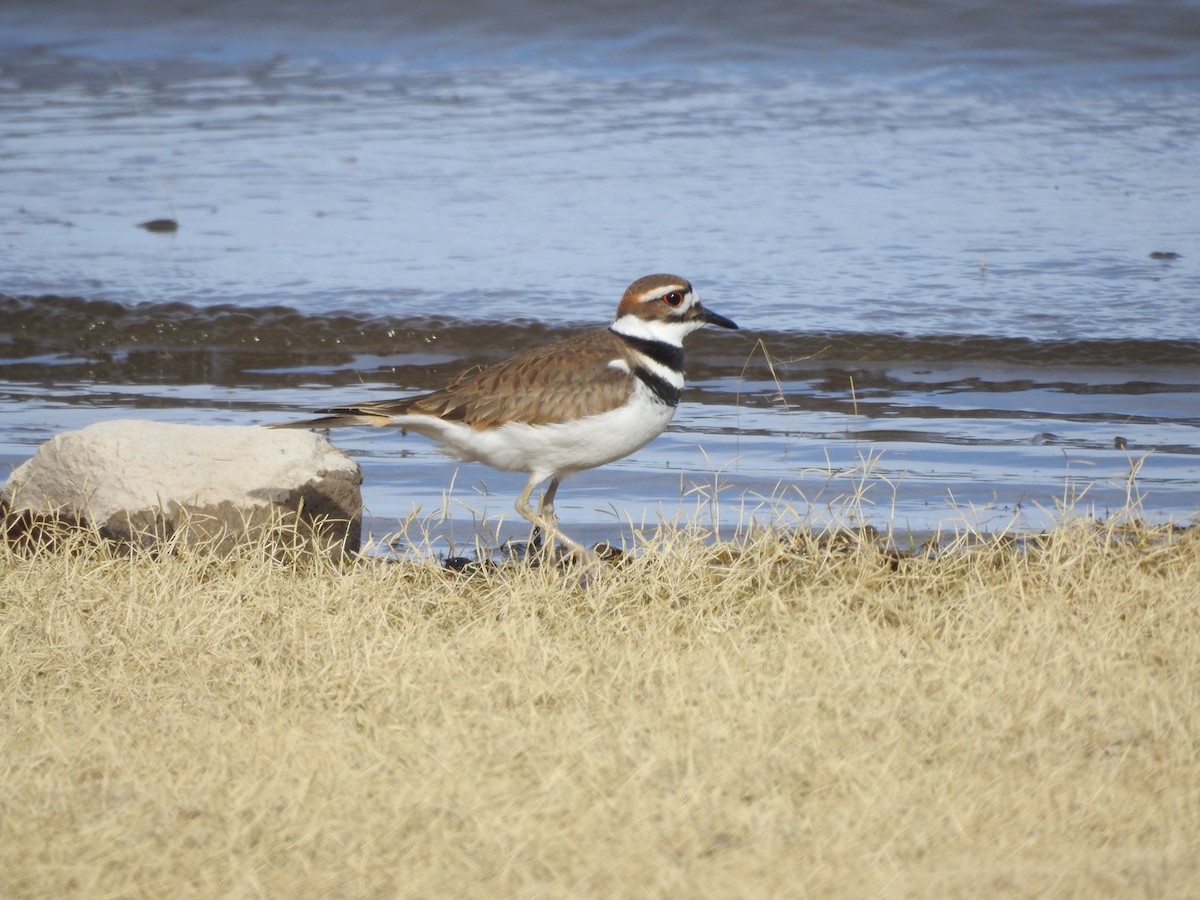 Killdeer - ML192980111