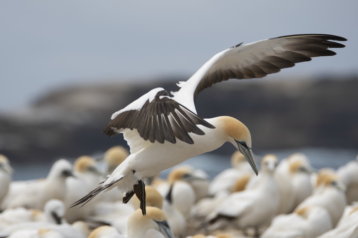 Australasian Gannet - Nik Mulconray