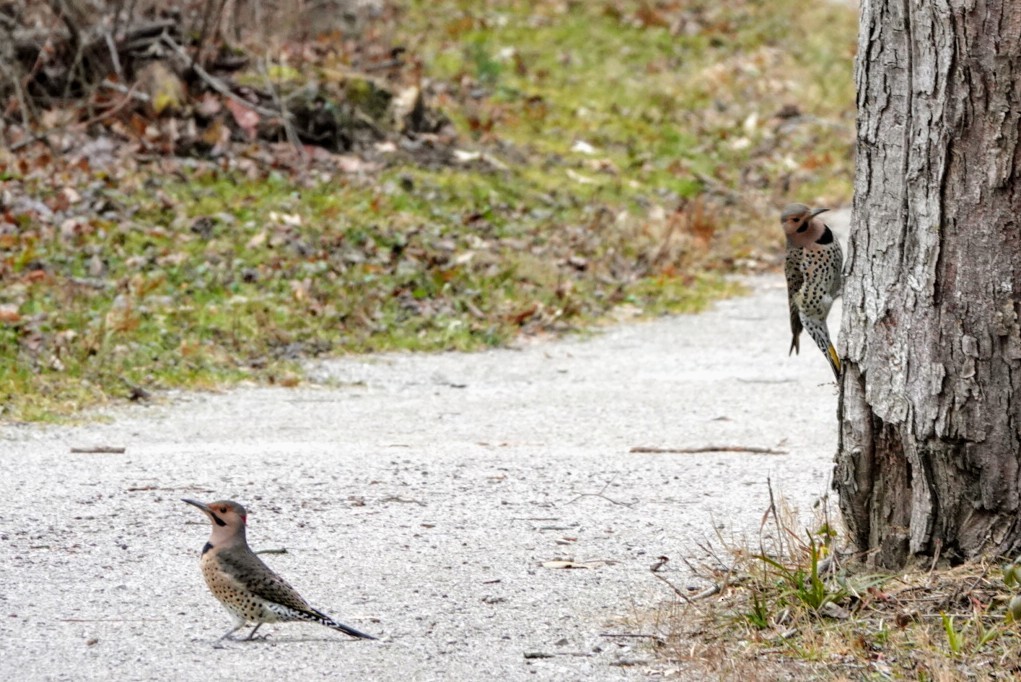 Northern Flicker - ML192980551