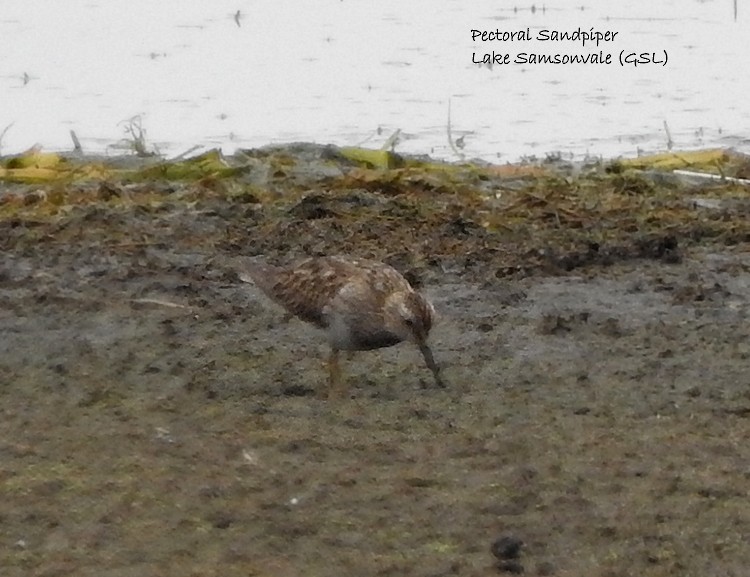 Pectoral Sandpiper - Marie Tarrant