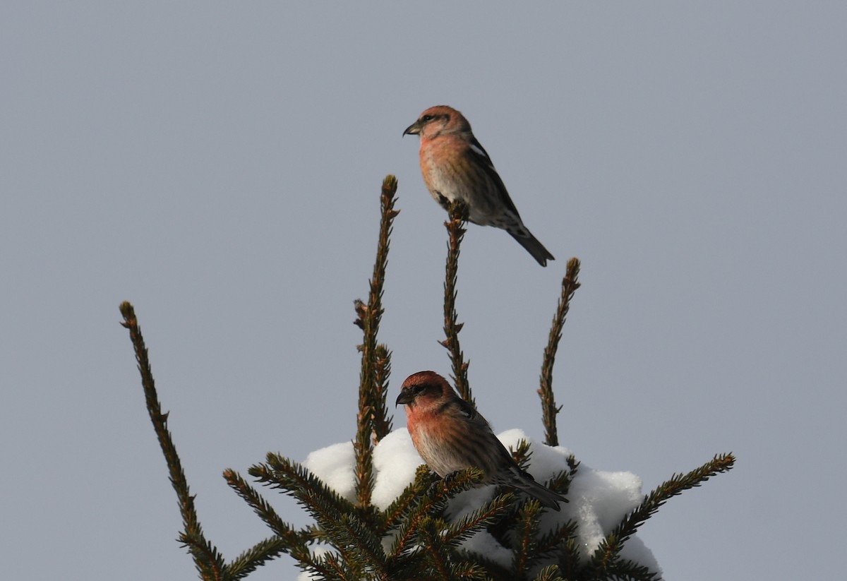 White-winged Crossbill - Martin Bourbeau