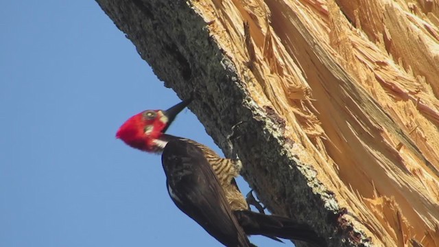 Crimson-crested Woodpecker - ML192982911