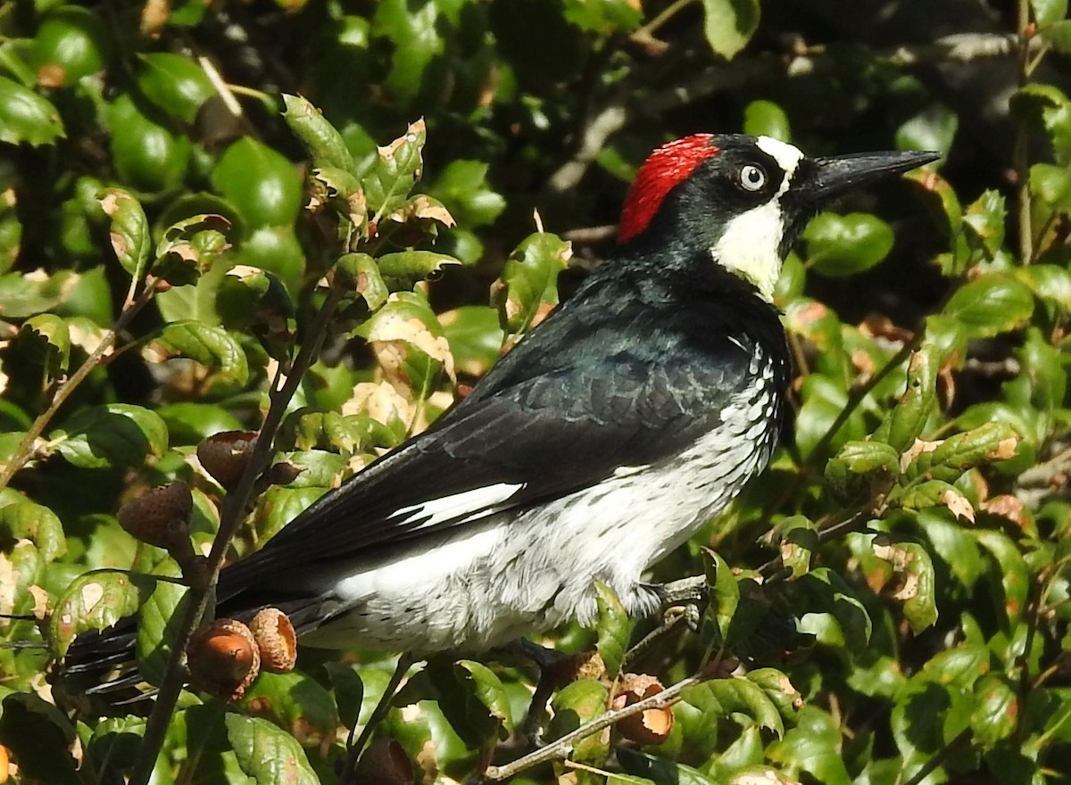 Acorn Woodpecker - ML192983221