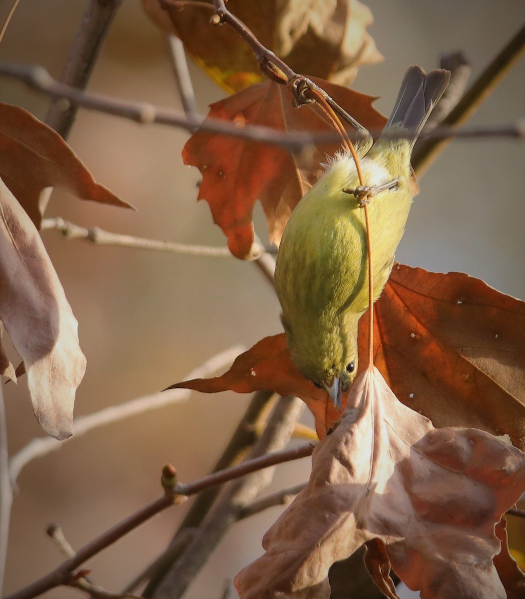 Orange-crowned Warbler - Albert Linkowski
