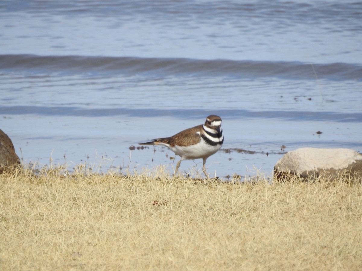 Killdeer - ML192984251