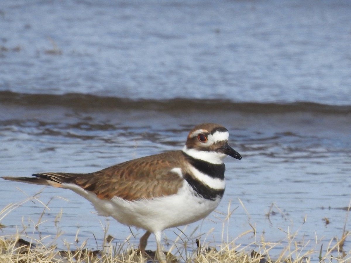 Killdeer - ML192984321