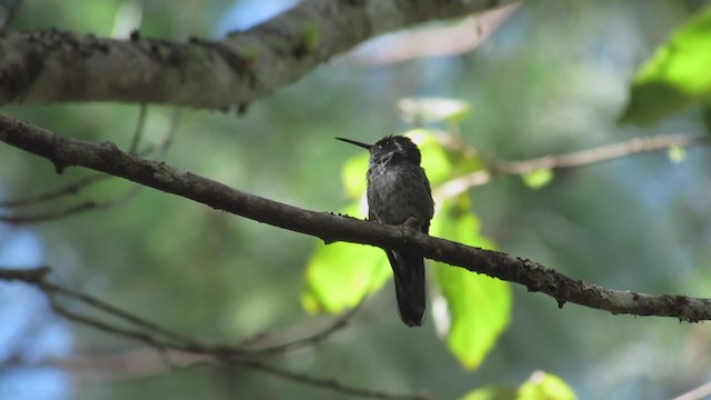 Colibrí de Sibila - ML192984411