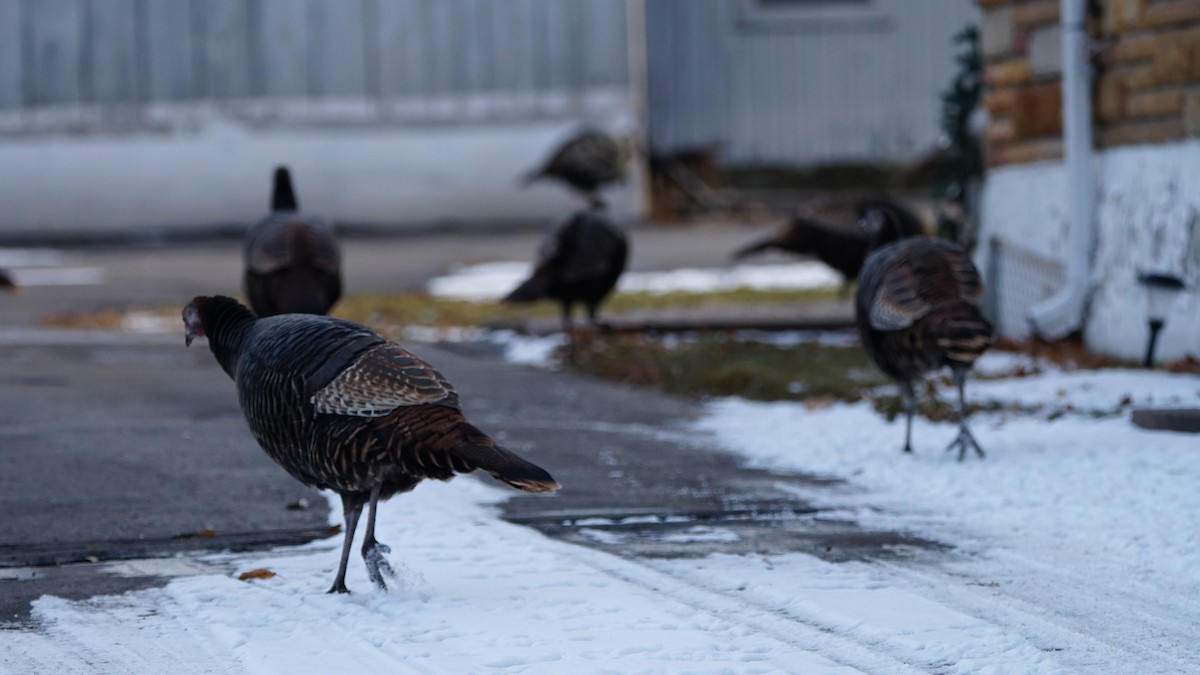 Wild Turkey - ML192985981