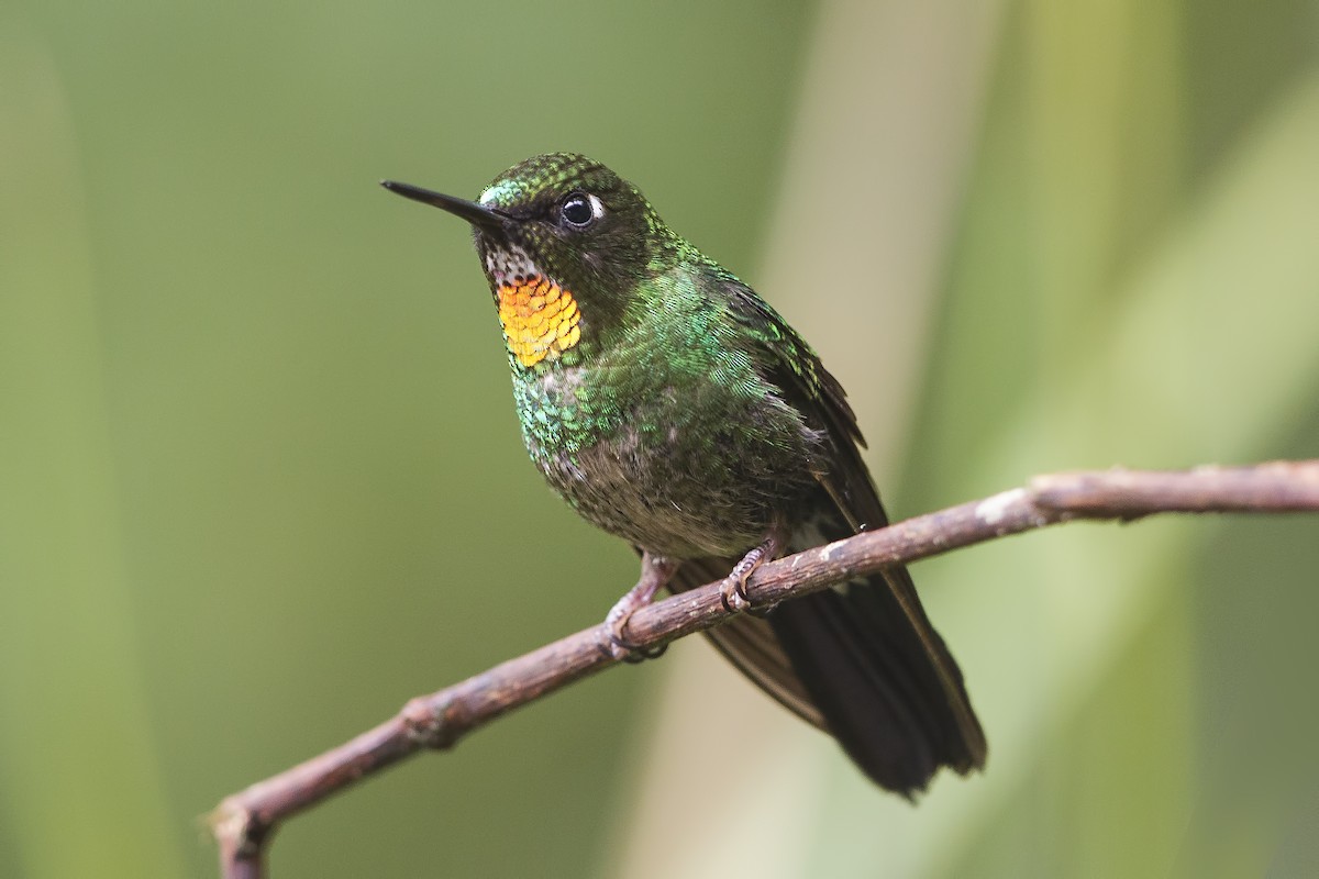 Colibrí Lucero - ML192988291