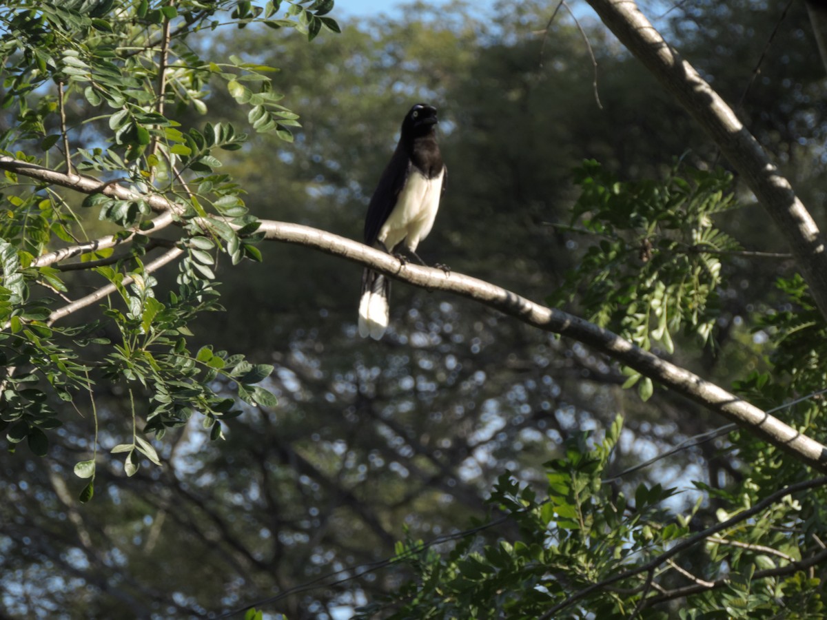Black-chested Jay - ML192991661