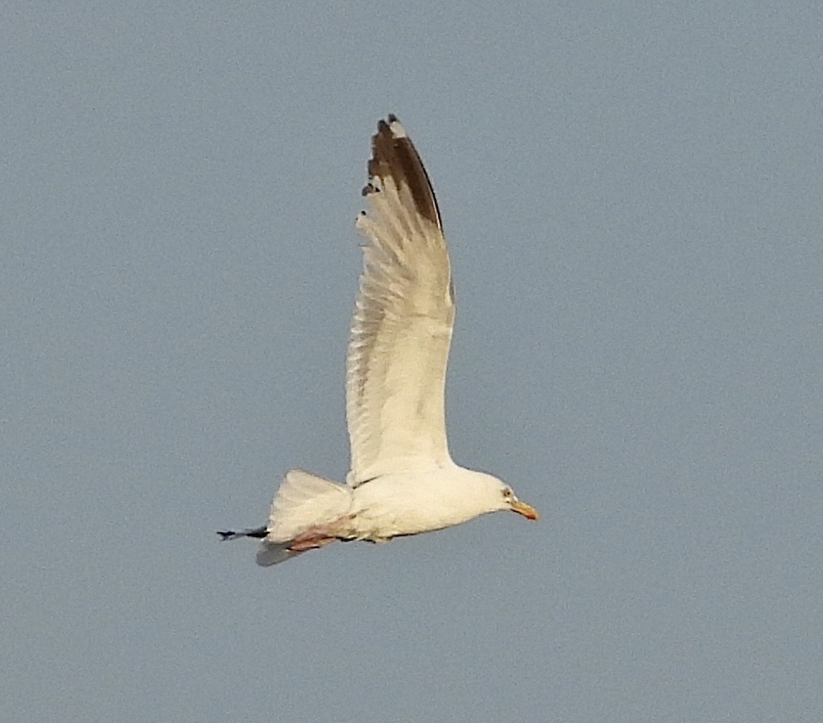 European Herring Gull - ML192992201