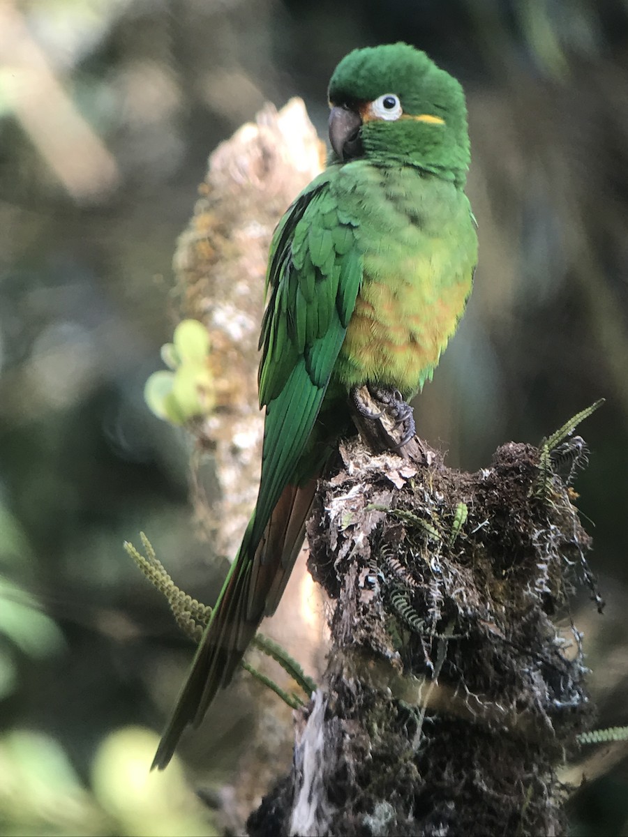 Golden-plumed Parakeet - Christian Walker