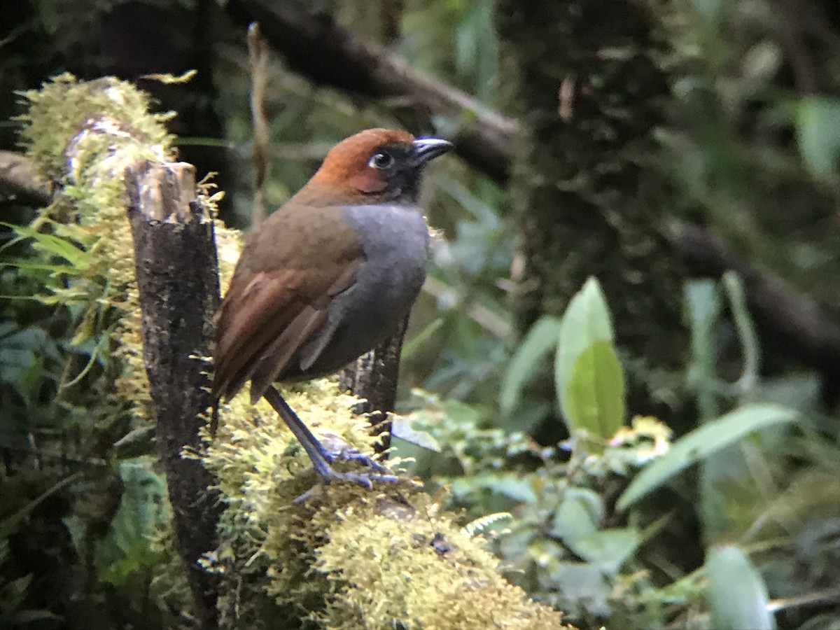 Chestnut-naped Antpitta - Christian Walker