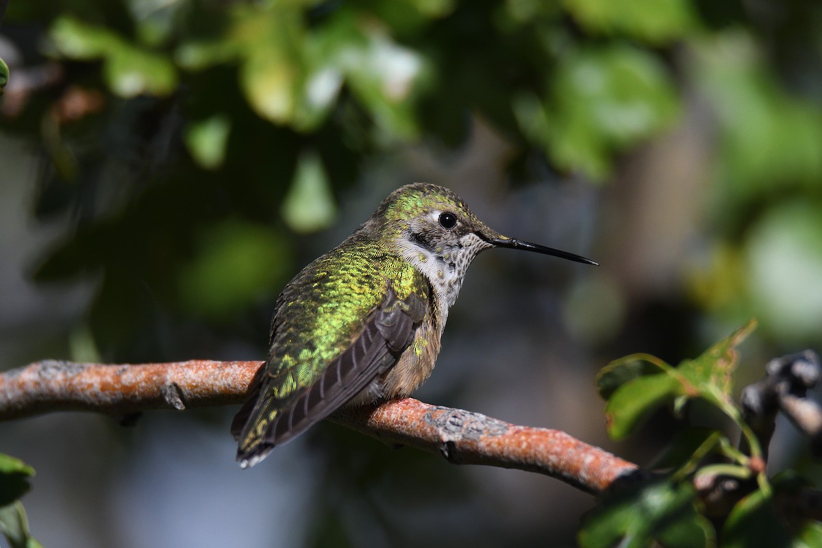 Broad-tailed Hummingbird - terence zahner